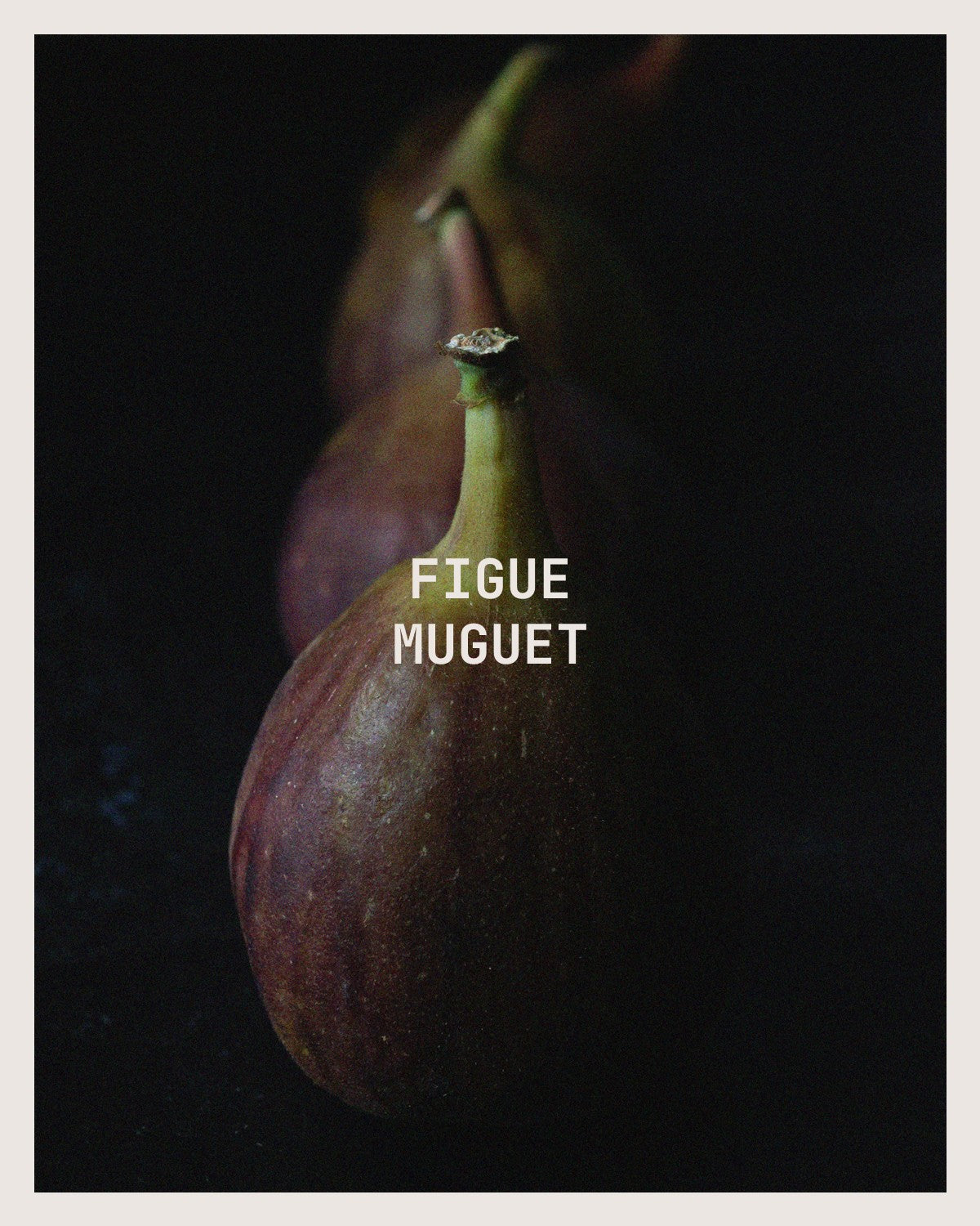 Figue Muguet - Resonant- Candle